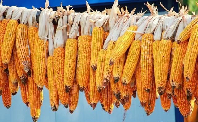  【玉米】提个醒：又到收玉米时候了，农民在地里卖玉米提防地秤