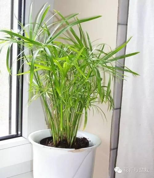  『适合』这些耐阴的室内植物，你家养了几种？