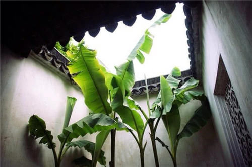 『精读』精读蒋捷的名词《一剪梅》:红了樱桃,绿了芭蕉