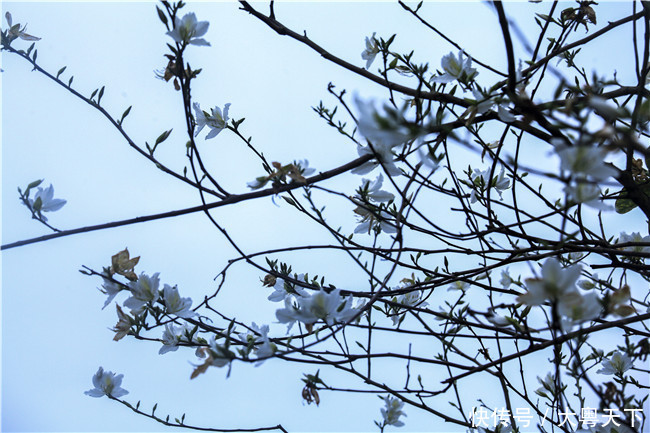 佛山南丹山宫粉紫荆绽放，满树和娇烂漫红，万枝丹彩灼春融