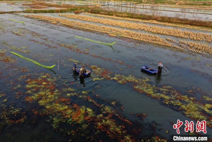  #虾排#支援湖北医疗队刚回安徽 “家乡味道”全椒小龙虾排上