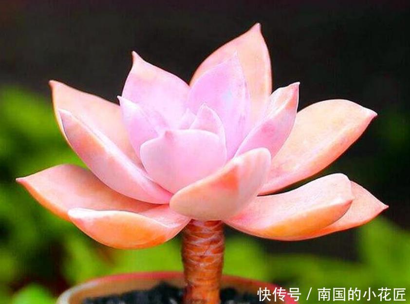 「特别」“3种花”特别适合养卧室,淡淡清香,舒缓疲劳、睡眠好!