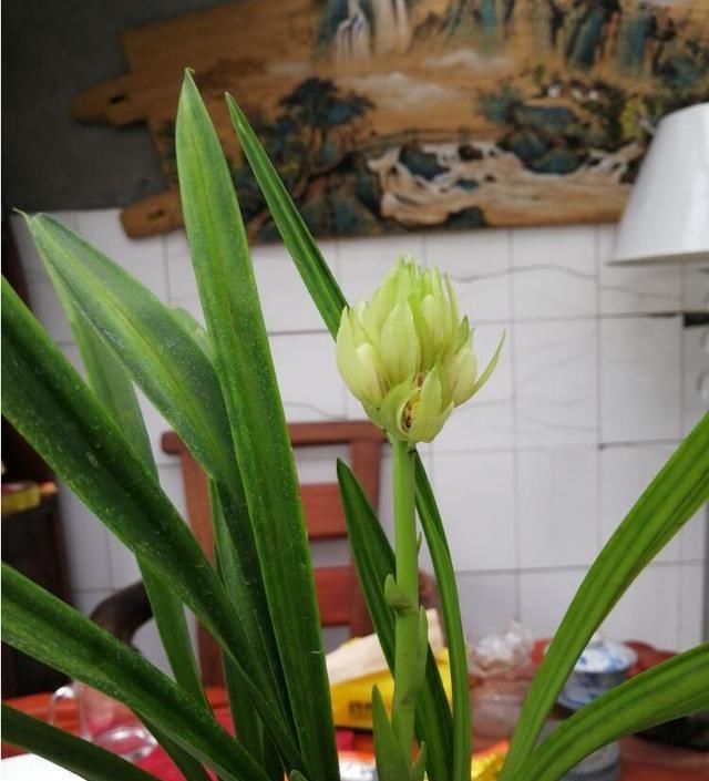  『花型』花瓣最为奇特的兰花，花开酷似宝莲灯，被众多兰花迷收藏