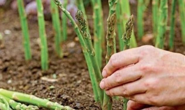  『懒人』农村懒人菜，种一次可以收10年，20元一斤亩收益上万不愁卖