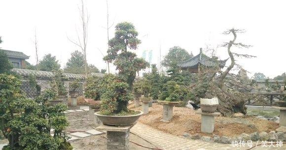 占用耕地“违建”何时休这么漂亮的盆景园，也逃不过被拆的命运