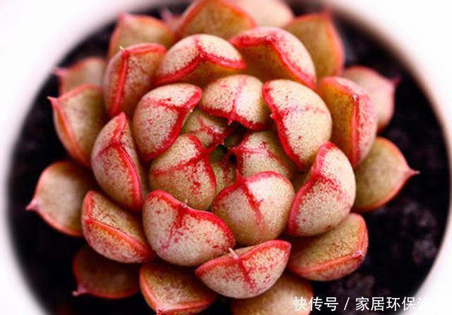 『出状态的时』3种如宝石般璀璨的多肉,好养爱上色,出状态后让人爱不释手