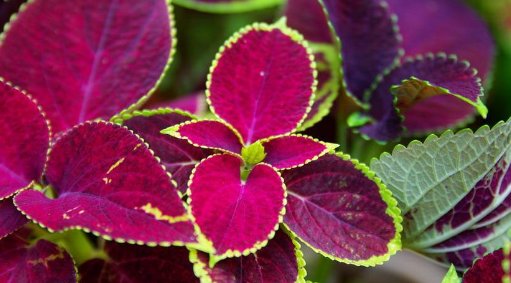  栀子花：养花很操心？5款“皮实”的花卉，花朵烂漫迷人，阳台开成小花园