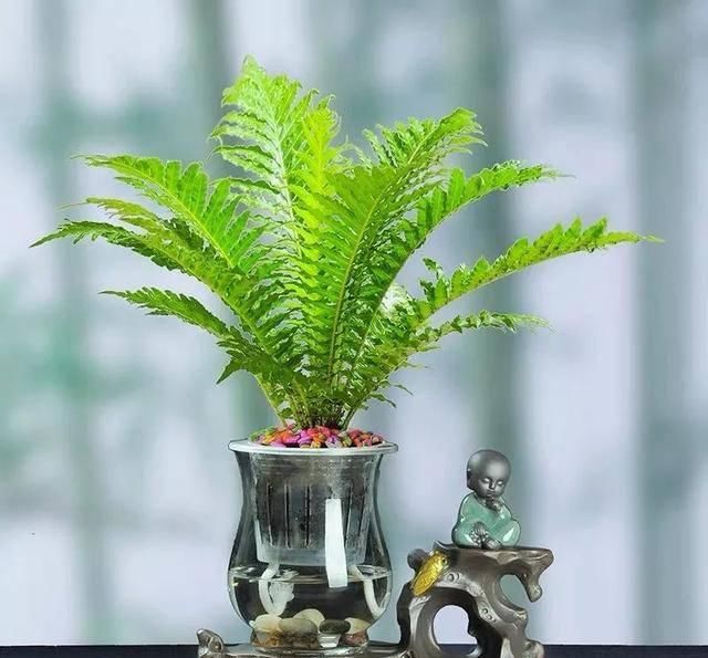  『排水良好』这六种美丽的“转运花”，吉利又好看