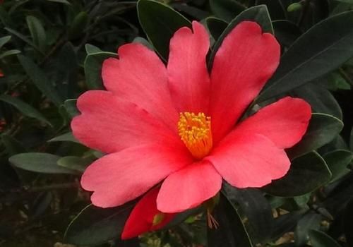  「超级」家里阳台就摆这些花，不愁赏花，清新漂亮，花朵稠密，超级美