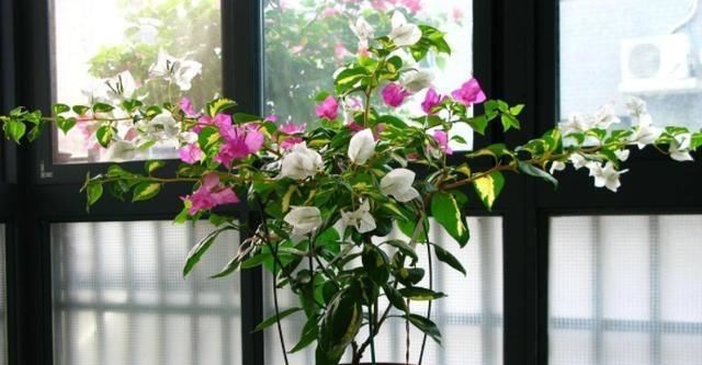  [发现]三角梅黄叶、开花少，查明原因后，发现原来都是自己的错