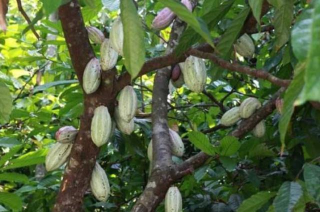  「见血封喉」国内最特别的三棵树：一棵价值上亿，一棵刀枪不入