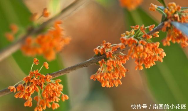  小事|给桂花换盆有“诀窍”，做对这几件“小事”，不落叶不枯叶长势好