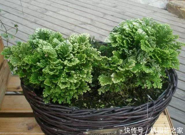  【枯草】农村的致富草，号称沾水就活，观赏性很高，很多人却养成“枯草”