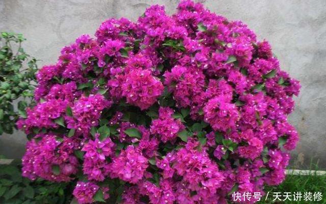 阳光|家里养4种花,不能缺少阳光,光照越充足开花越多,花色更鲜艳
