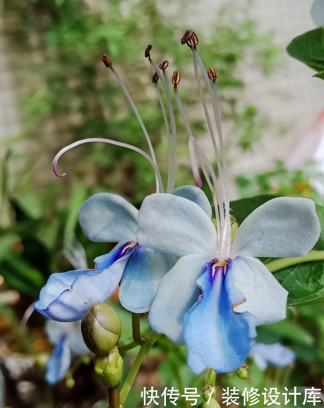  #稀罕#5种花真稀罕，叶子越晒越红彤彤，一盆能开20朵！