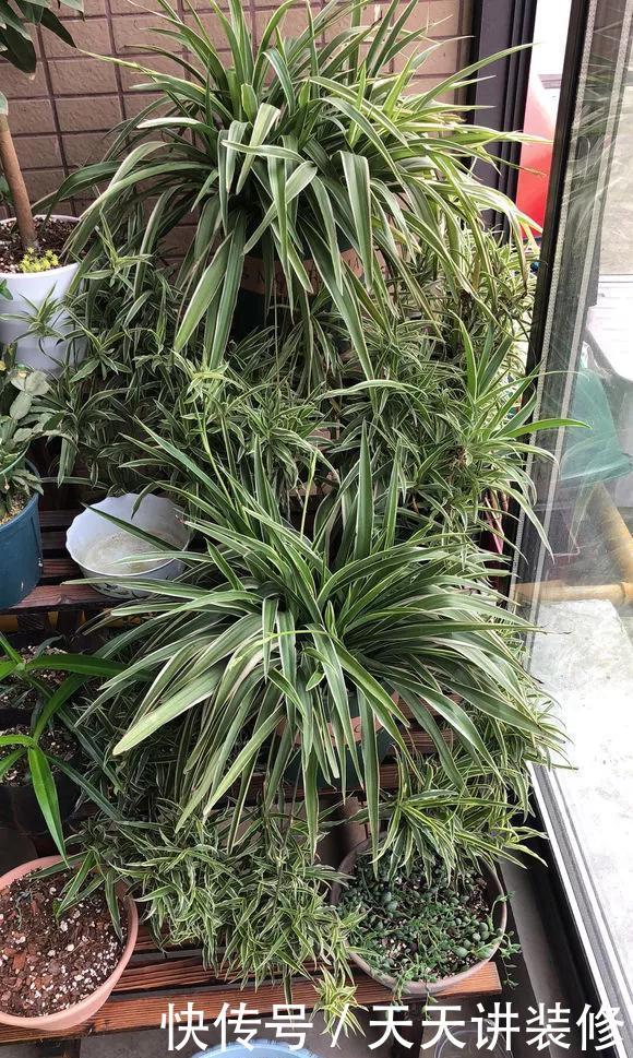 『植物』新手养花怎么选?3种花好养好看,打理太简单!
