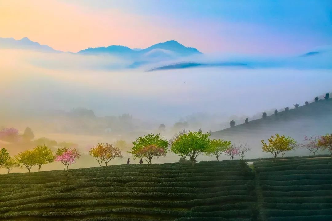 再过20天，中国将花开成海，错过再等一年