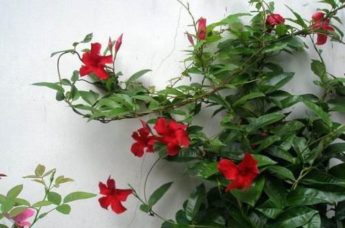 【窜出】双线藤这样养,一年窜出一米长,花开红艳,藤蔓美。