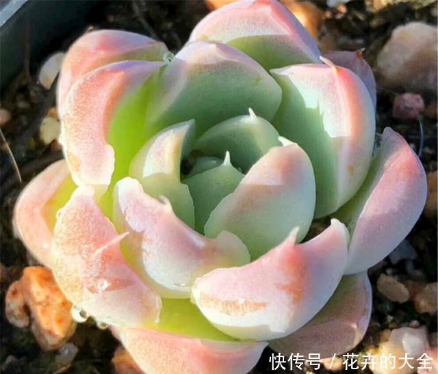 技巧|阳台养多肉专用技巧,只要5招,阳台也能养出极品多肉