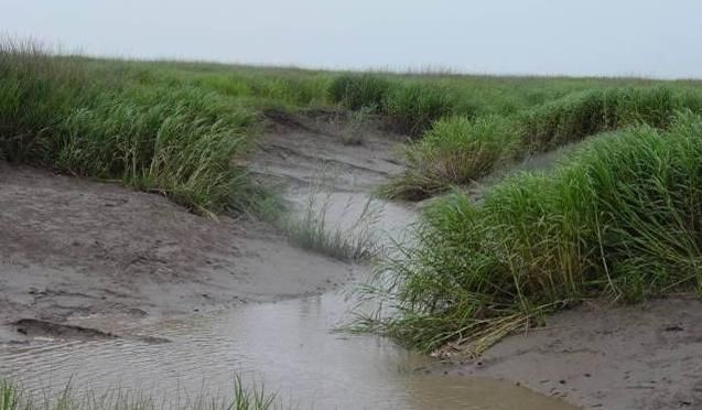  「我国」我国曾经引进美国的这一物种，如今泛滥成灾，人们对它