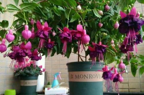  『拥有』养植物是为了观花还是赏叶？四季开花的'倒挂金钟'，你值得拥有
