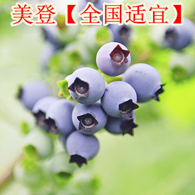  [建议]家里有地别荒芜！建议栽一棵果树，不占地，吃到嘴软