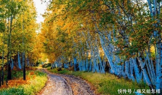 有一种美，叫阿尔山的秋