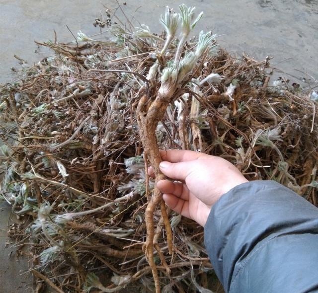 农村一野草，花像白发老头，根能治痔疮，看到请珍惜，40元一斤