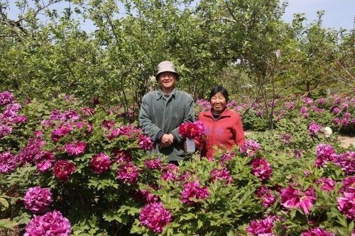  『欣赏牡丹花』71岁农民耗时40年家门口建牡丹园，1株镇园之宝10万不卖，啥样子