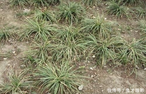 『观赏价值』它在农地里像“杂草”,被称为“沿阶草”,根茎比庄稼值钱,珍贵
