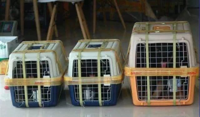 有没有宠物托运