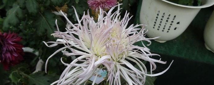  [仙鹤]喜欢菊花，首选“菊中精品”灰鹤展翅，似仙鹤起舞，展翅高飞