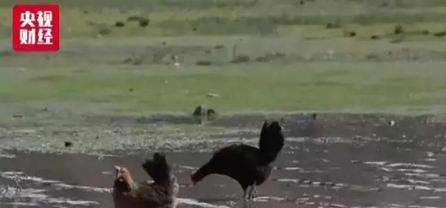 扩：将扩大养猪场产能 启动价格补贴联动机制