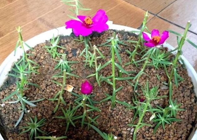  【种植】最爱“晒太阳”的3种花,夏季种植不用愁,越晒越爆盆!花开不断