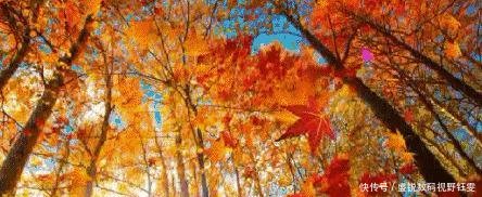 秋已深,那个爱而不得的人,何时归