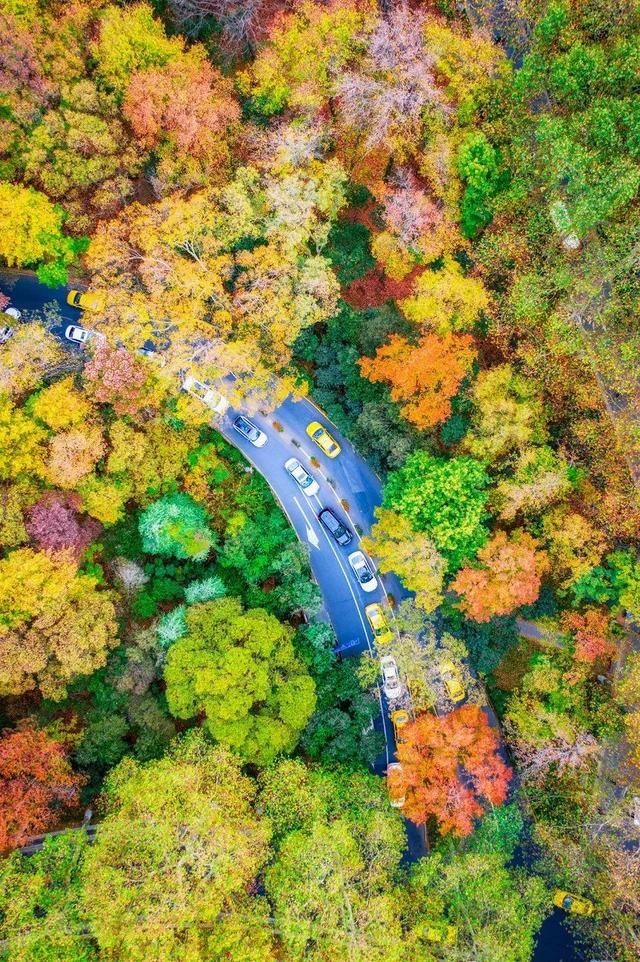 2019年的南京秋天，最美集锦都在这