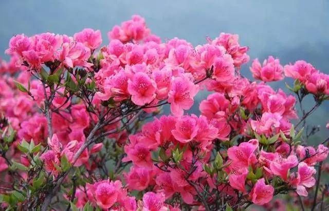  「盆栽」家里盆栽杜鹃花，杜鹃花爱掉叶，学会这一招，花开成簇爆满盆