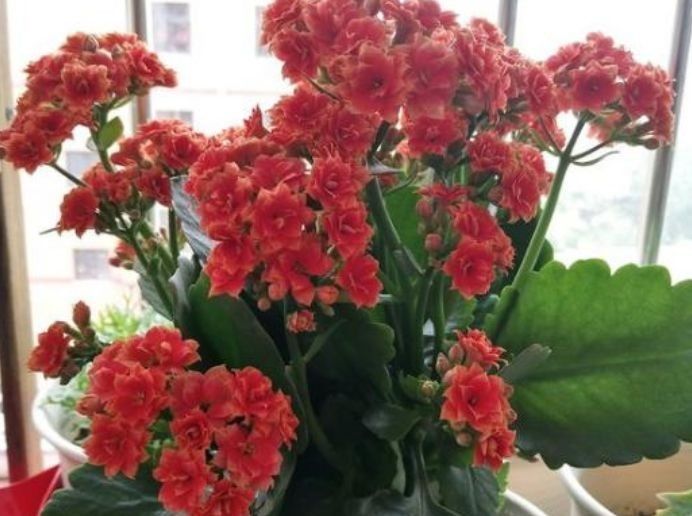  「开爆」此款花卉，花艳易爆盆，开花幽香暗淡，花开爆盆美如花