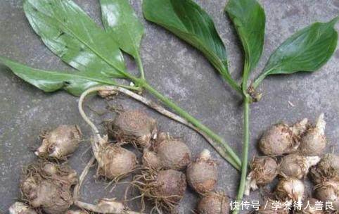 专治咳嗽痰多的乡村地里“药狗蛋儿”，农民却都给扔了