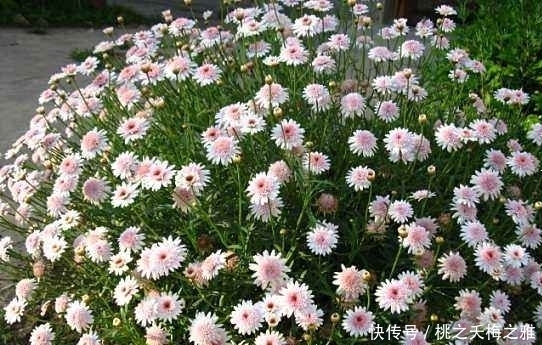 爱爆@4种“勤花爱爆盆”的花,开花漂亮又好养,四季常开,不养可惜了