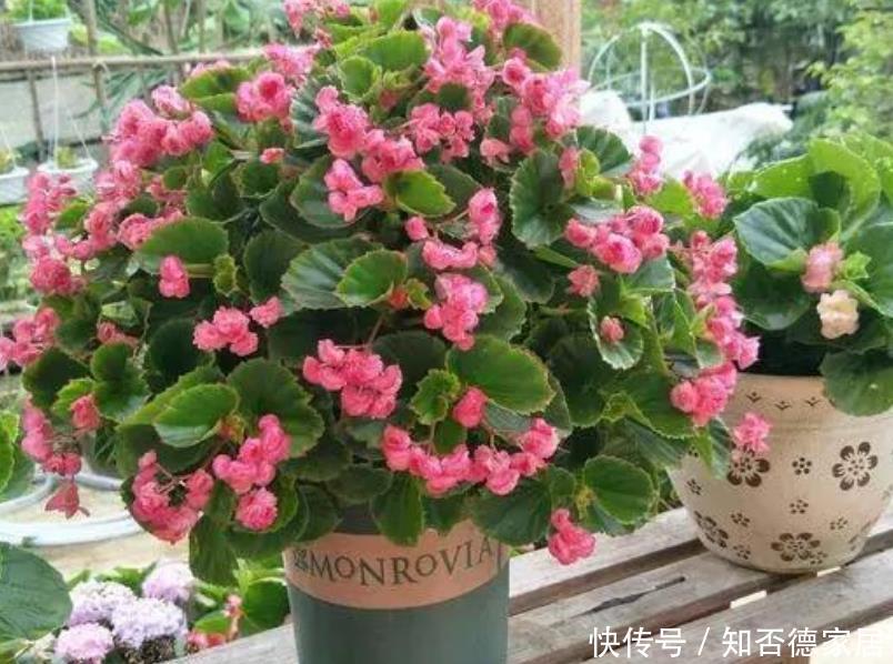  『家里』4种花，堪称“开花机器”，花期长、花量大，家里变花园！