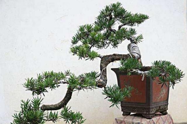  「家中栽种」这“3种树”多栽种，在家中养几年，价钱翻“10倍”，越养越值钱