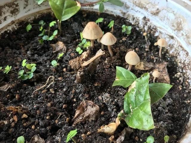  [黄花酢浆草]花盆里长出蘑菇，马上拔干净，否则就是大祸害！