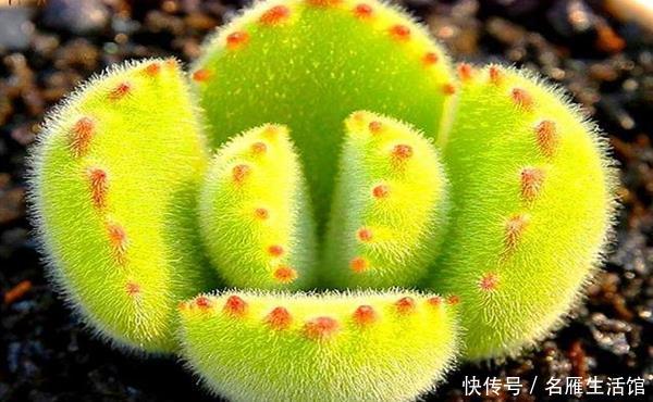  「爪子」多肉熊童子有3怕，总是叶子掉落不上色，学会了盆里挤满红爪子