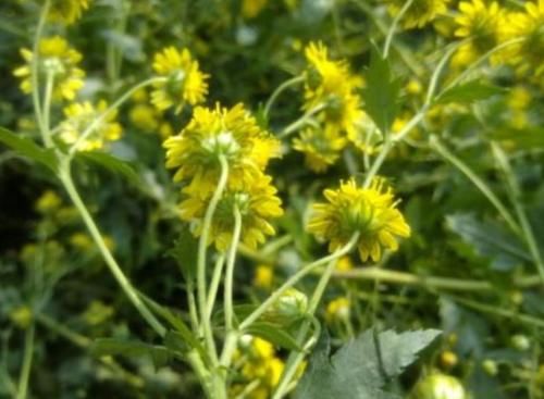  [喜欢吃]这几种植物常被误会为“野草”，却不知是芳香野菜，不去采摘就“亏”了！