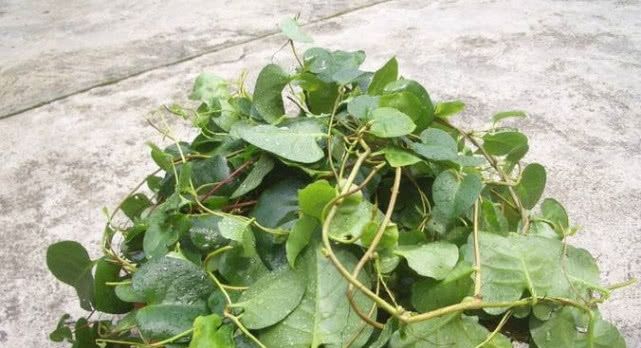 在印度被当成杂草处理的植物，我国引进后被大量种植，还很受欢迎