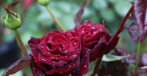  「切花」这花原来还能这么玩，经典的切花，自己养一盆也很好看！