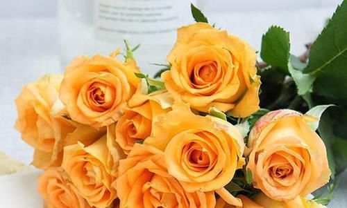 [金灿灿]喜欢玫瑰，不如首选“珍贵玫瑰”假日公主，花开金灿灿，活力十足