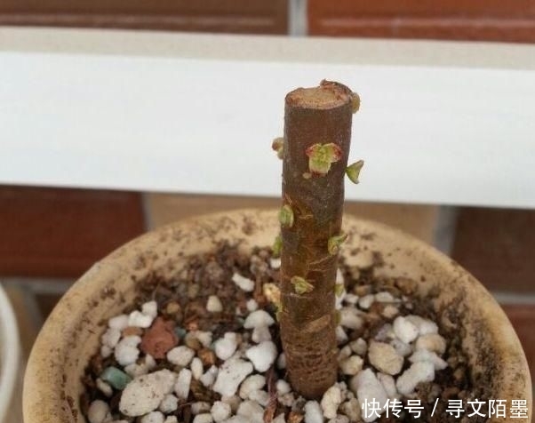 『品种』给多肉植物砍一刀,一株变多株,花盆都装不下了!