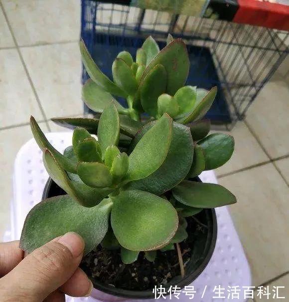重点|养玉树有3个“重点”,叶厚实油亮,枝干茁壮,小苗变老桩